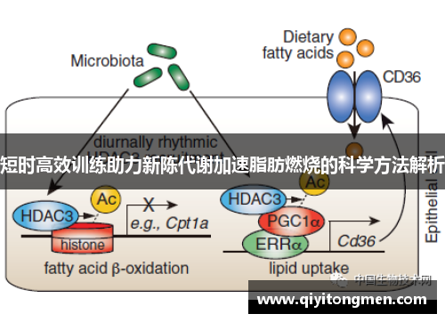 短时高效训练助力新陈代谢加速脂肪燃烧的科学方法解析